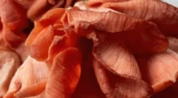 this-image-shows-the-dry-Vegan-Pink-Oyster-Mushroom